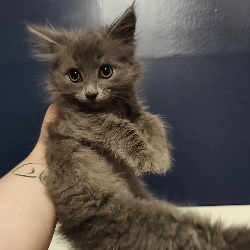 A baby small-sized female Gray / Blue / Silver Domestic Medium Hair cat named Espresso for adoption in Durham, NC