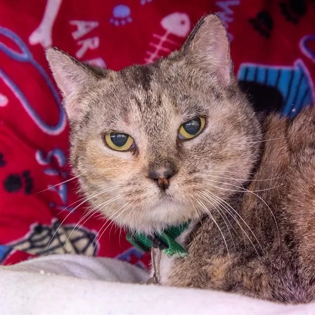 A senior small-sized female Domestic Short Hair cat named Mushu for adoption in St. Louis, MO