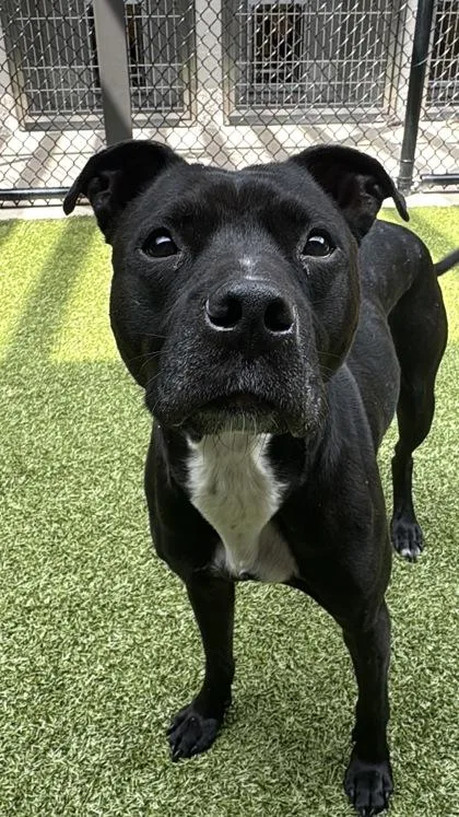 An adult medium-sized female Mixed Breed dog named Midnight for adoption in Atlanta, GA