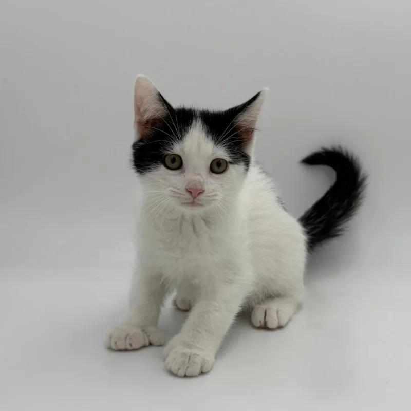 A baby medium-sized female Domestic Short Hair cat named Brainy Janie for adoption in State College, PA