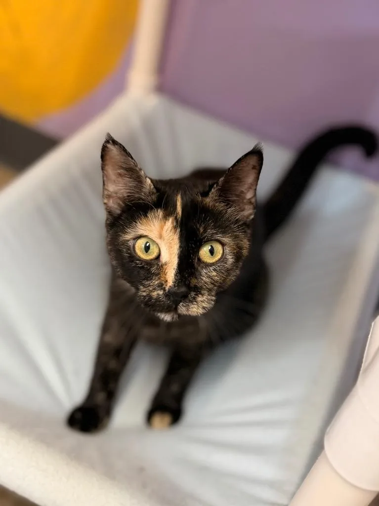 A young medium-sized female Domestic Short Hair cat named Hedwig for adoption in Peru, NY