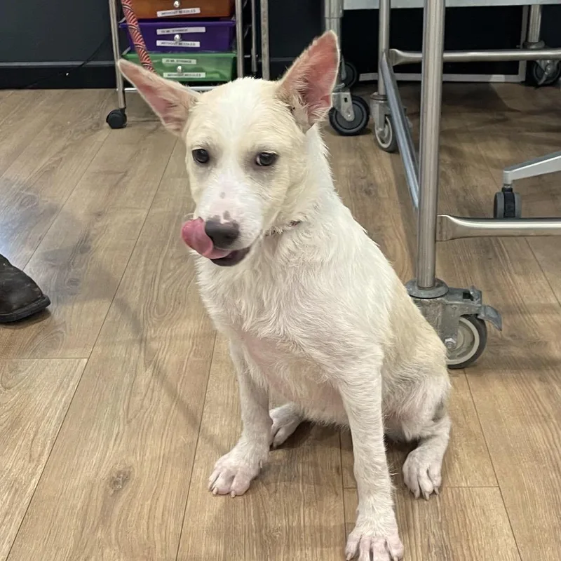 A young medium-sized female White / Cream Cattle Dog dog named Reba for adoption in Livingston, TX