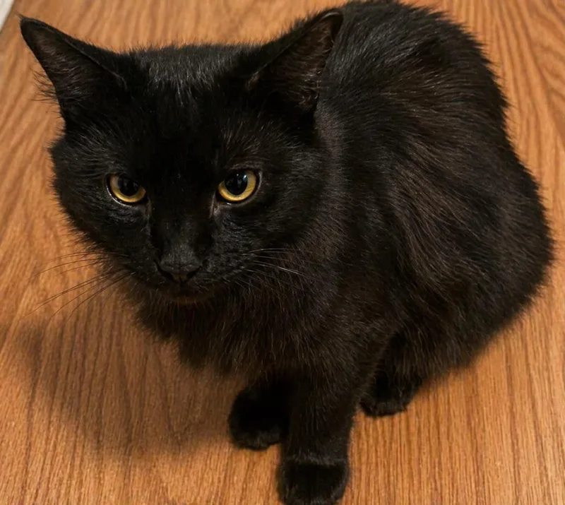 A young medium-sized male Black Domestic Medium Hair cat named Mylo Burke for adoption in Chandler, AZ