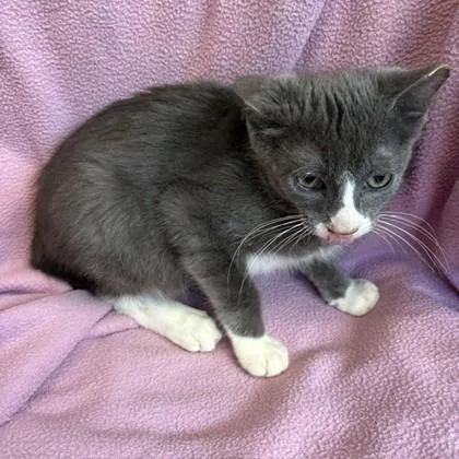 A baby small-sized male Domestic Short Hair cat named Crush for adoption in Janesville, WI