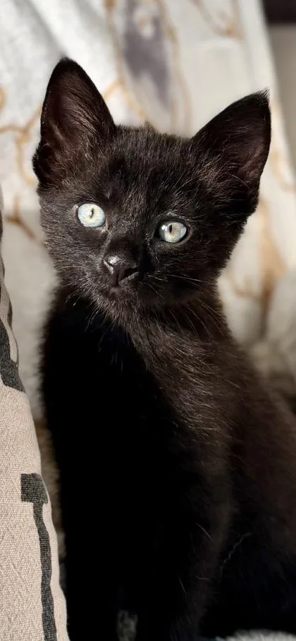 Black Jack