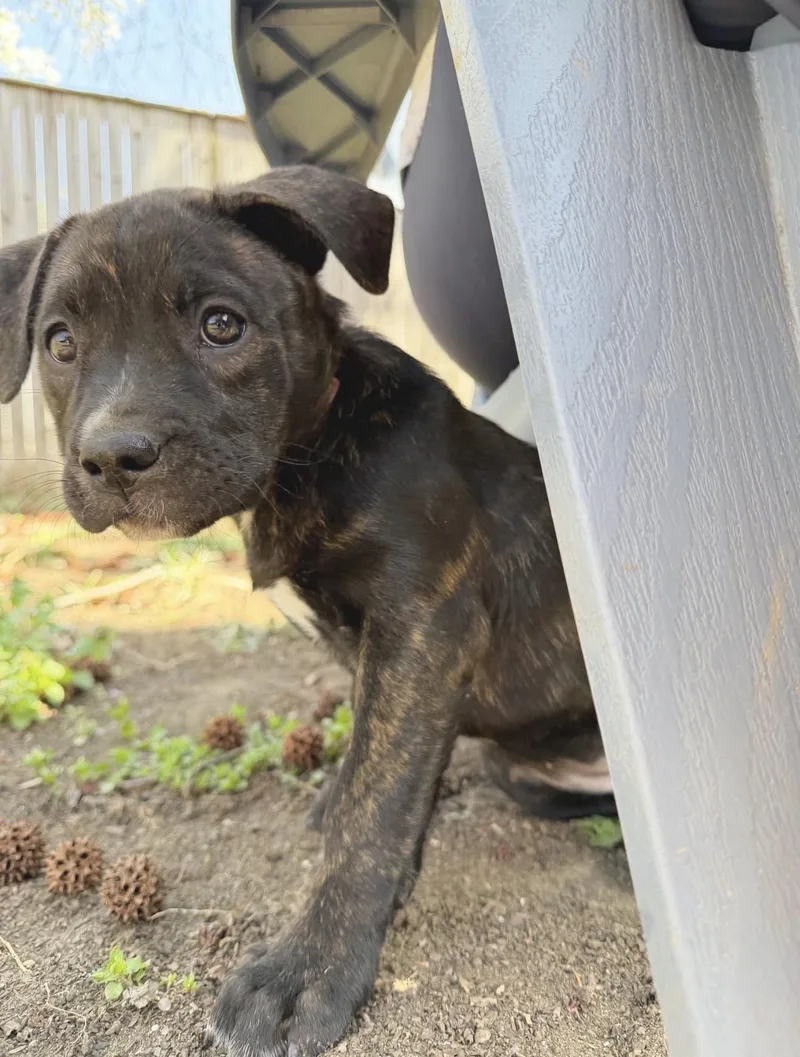 Lucy Van Pelt thumbnail 2