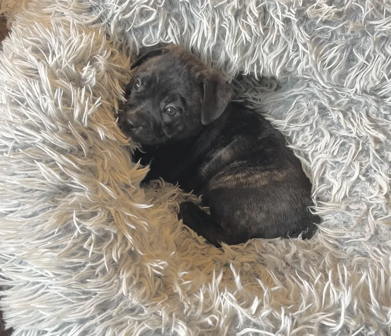 Lucy Van Pelt thumbnail 3