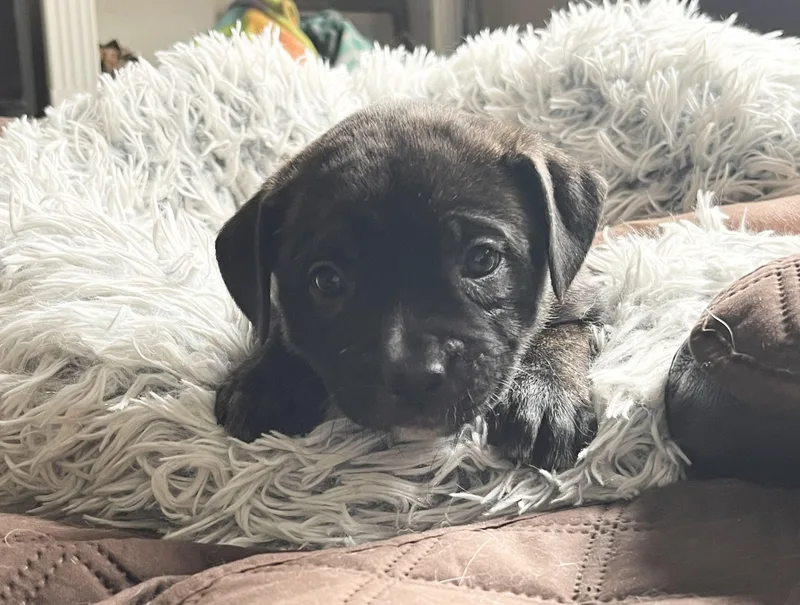 Lucy Van Pelt thumbnail 6