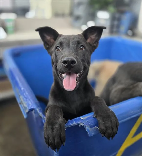 A baby large-sized female Mixed Breed dog named Serenity for adoption in Dallas, TX
