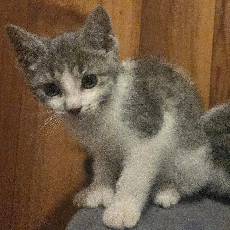 A baby small-sized female Gray / Blue / Silver Domestic Short Hair cat named Rugaru for adoption in Traverse City, MI