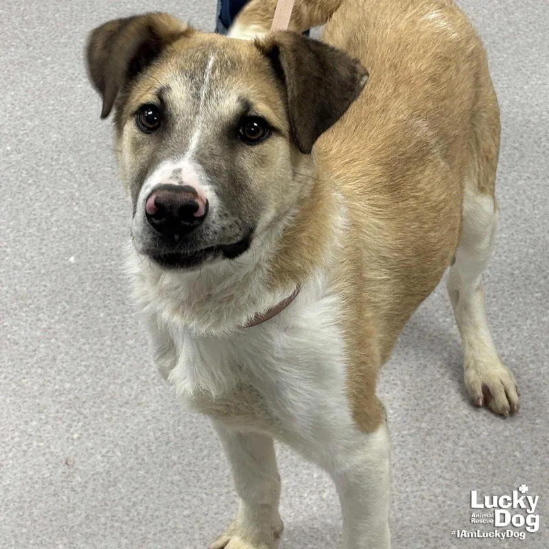 A baby large-sized male Shepherd dog named Draven for adoption in Washington, DC