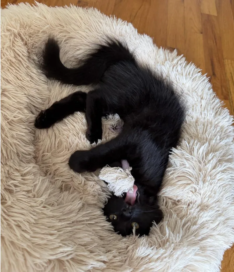 A baby medium-sized female Black Domestic Medium Hair cat named Plover for adoption in Brooklyn, NY