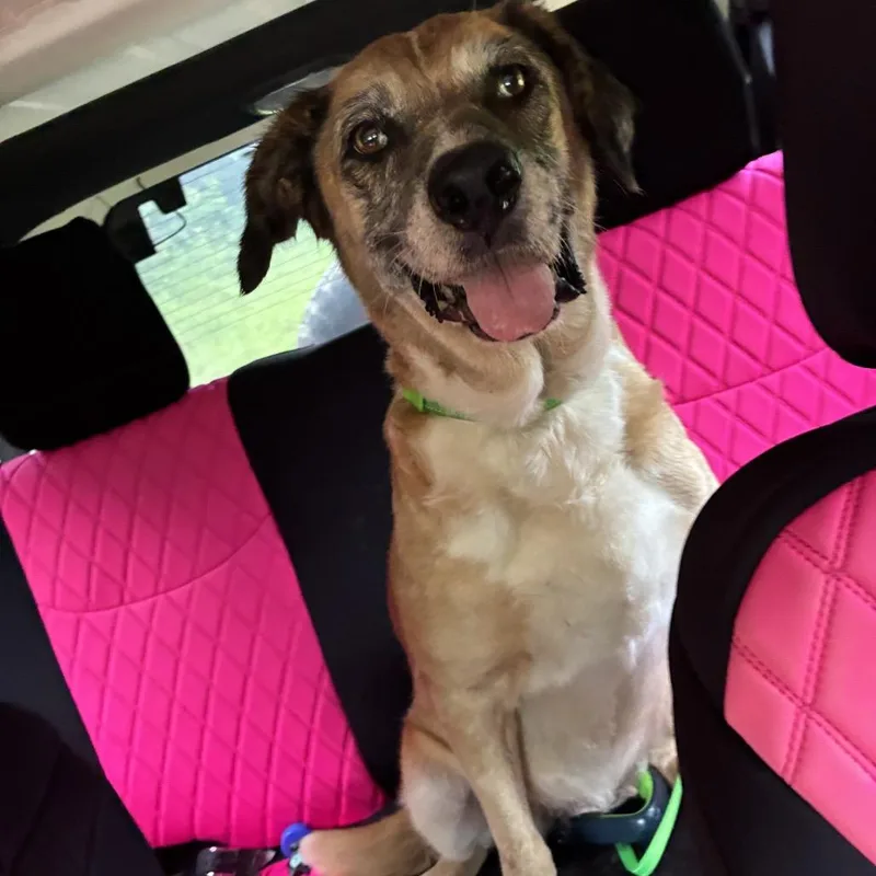 A senior large-sized female Yellow / Tan / Blond / Fawn Mixed Breed dog named Erin for adoption in Hohenwald, TN