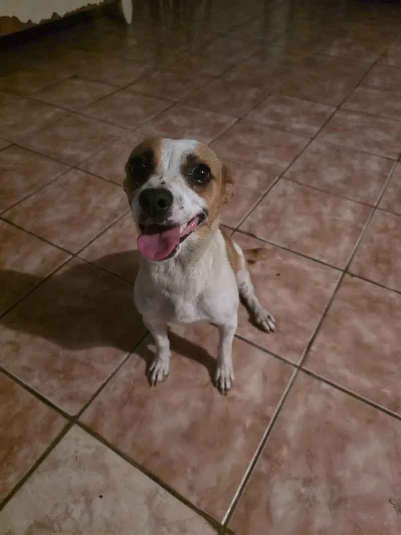 An adult small-sized female Chihuahua dog named Nala for adoption in Virginia Beach, VA