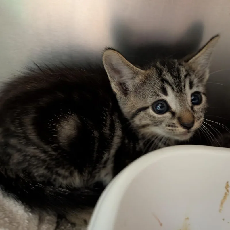 A baby small-sized female Brown / Chocolate Domestic Short Hair cat named Funky for adoption in Titusville, FL