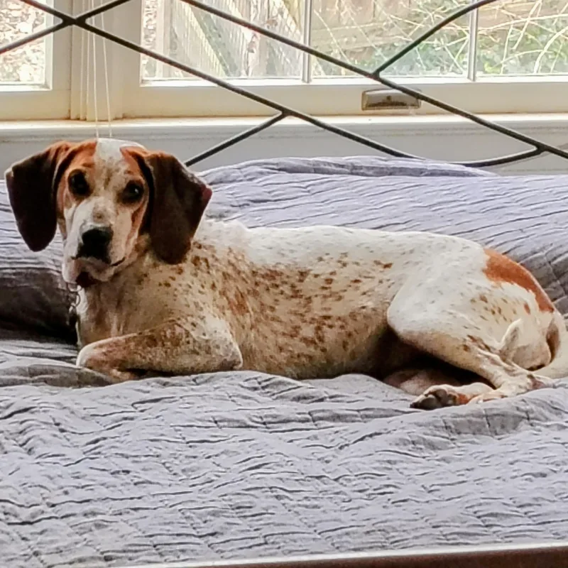 An adult medium-sized female Beagle dog named Daisy Mae for adoption in Cincinnati, OH