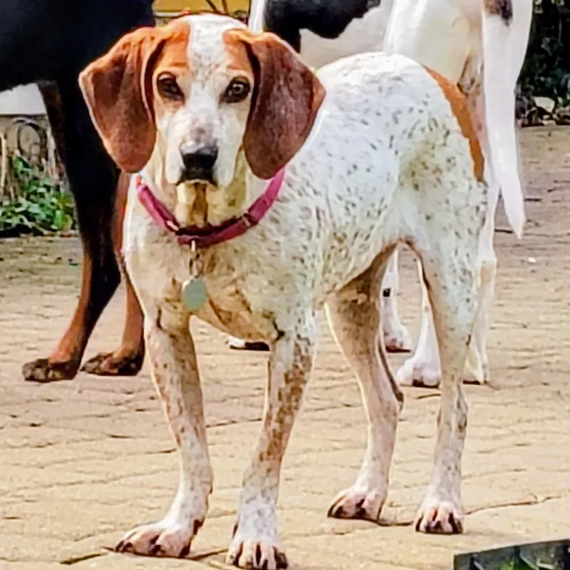 Daisy Mae thumbnail 2