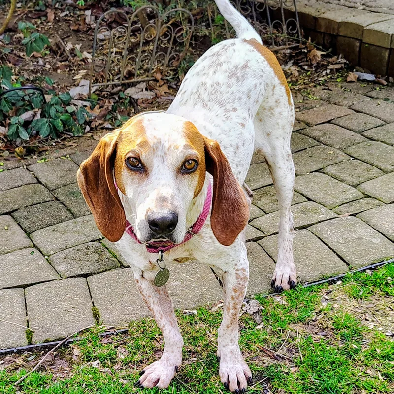 Daisy Mae thumbnail 3