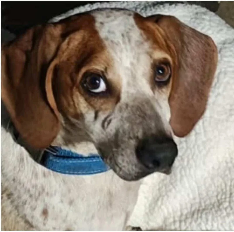 Daisy Mae thumbnail 4
