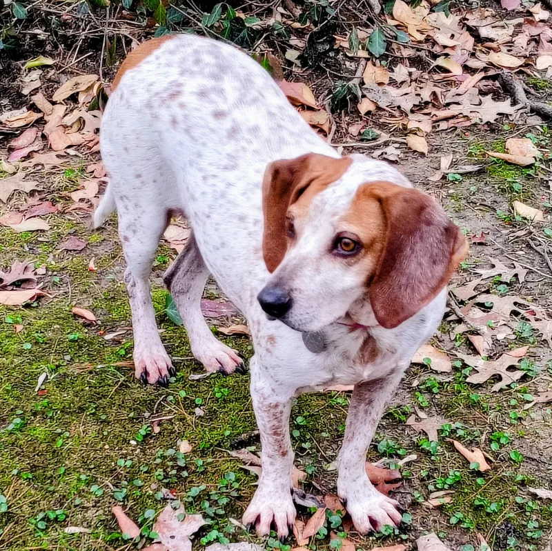 Daisy Mae thumbnail 5