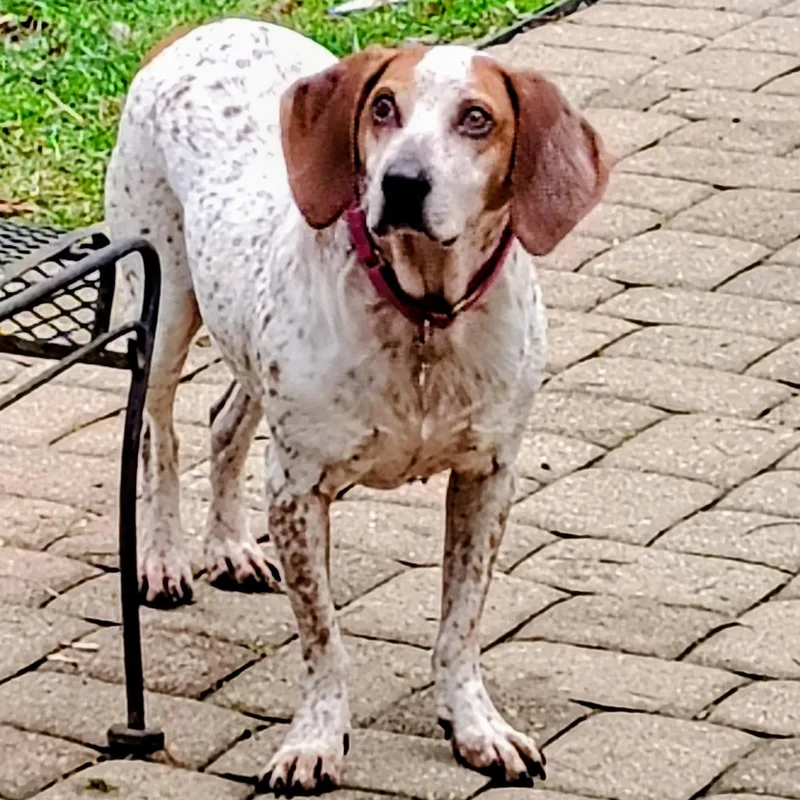 Daisy Mae thumbnail 6