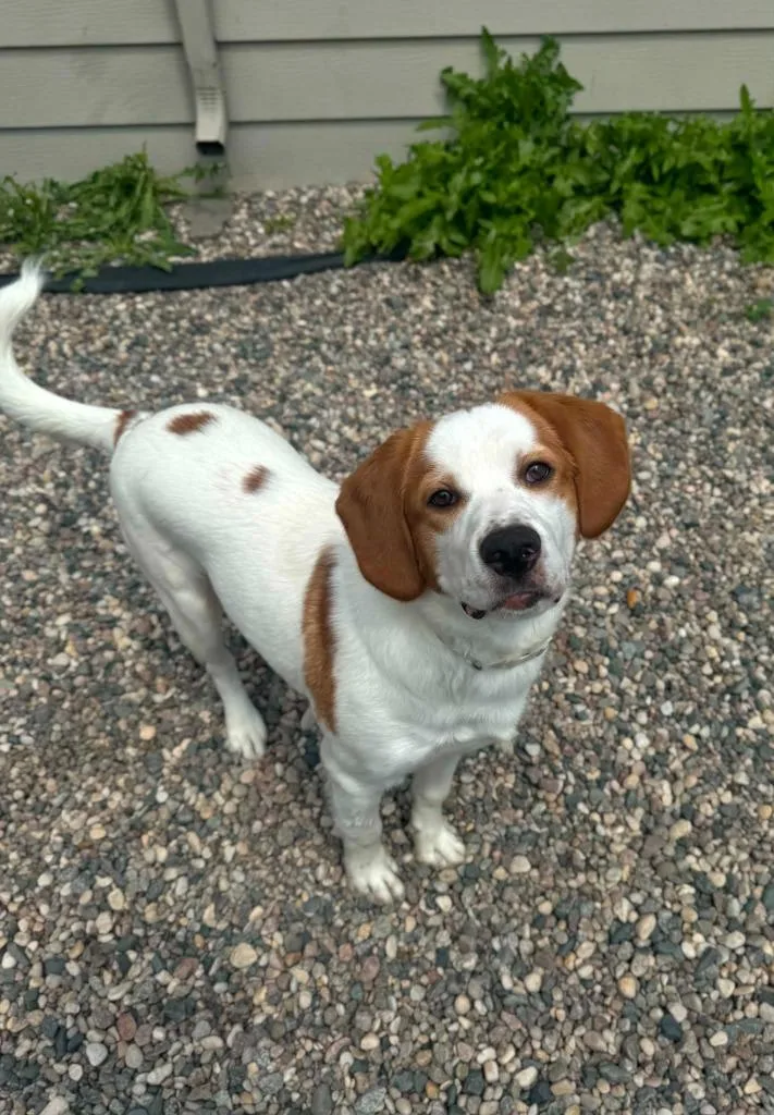 A baby large-sized male Mixed Breed dog named Matt for adoption in Grand Forks, ND