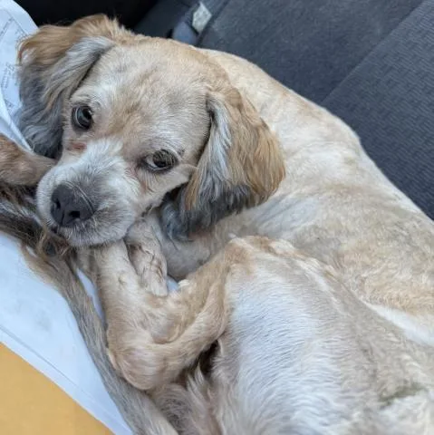 A young medium-sized male Cocker Spaniel dog named Que for adoption in Dallas, TX