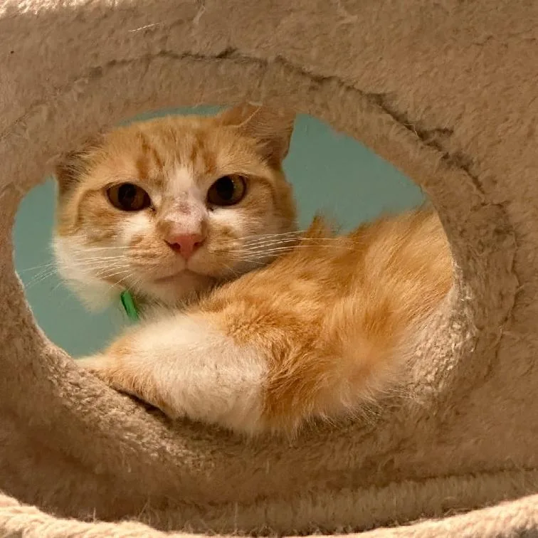 An adult medium-sized male Domestic Short Hair cat named Saint for adoption in Aiea, HI