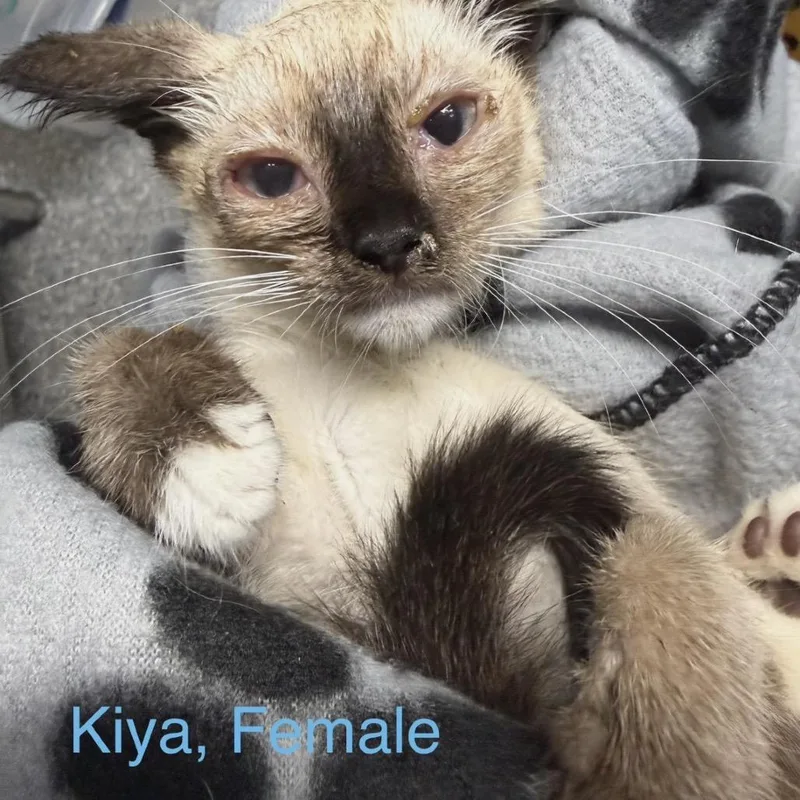 A baby small-sized female Torbie American Shorthair cat named Kiya for adoption in Spring Hill, KS
