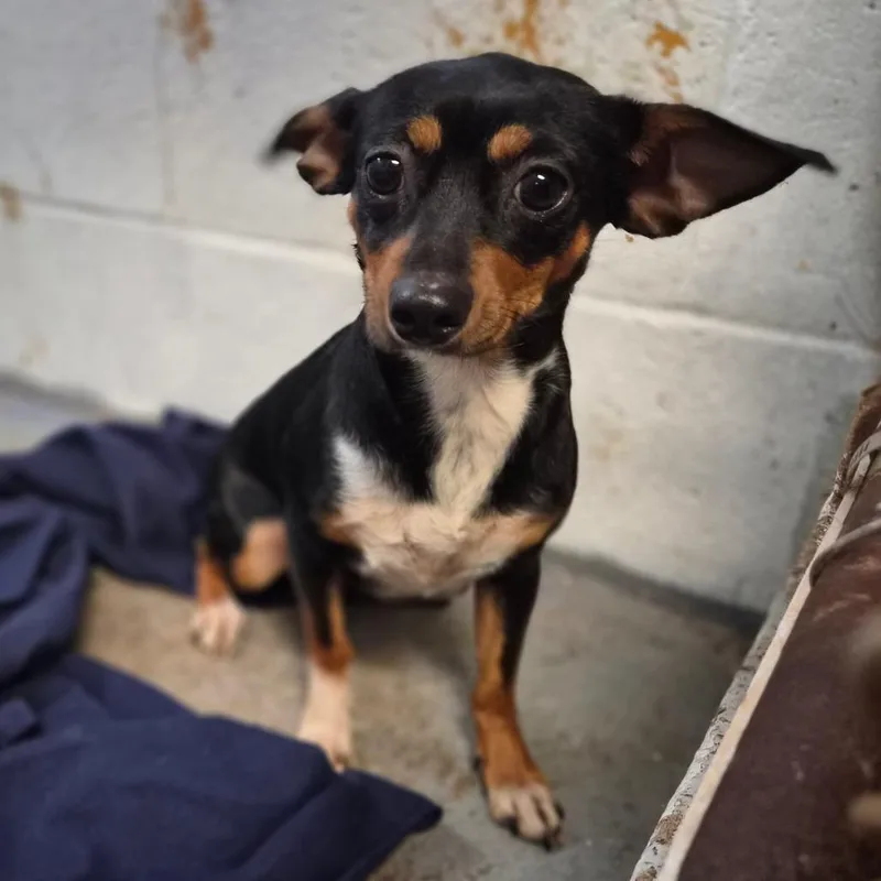 An adult small-sized female Chihuahua dog named Twyla for adoption in Wahiawa, HI