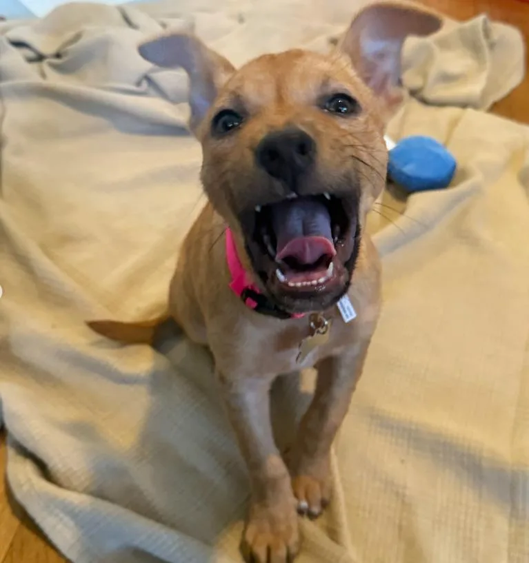 A baby medium-sized female Pit Bull Terrier dog named Clover for adoption in TEMECULA, CA
