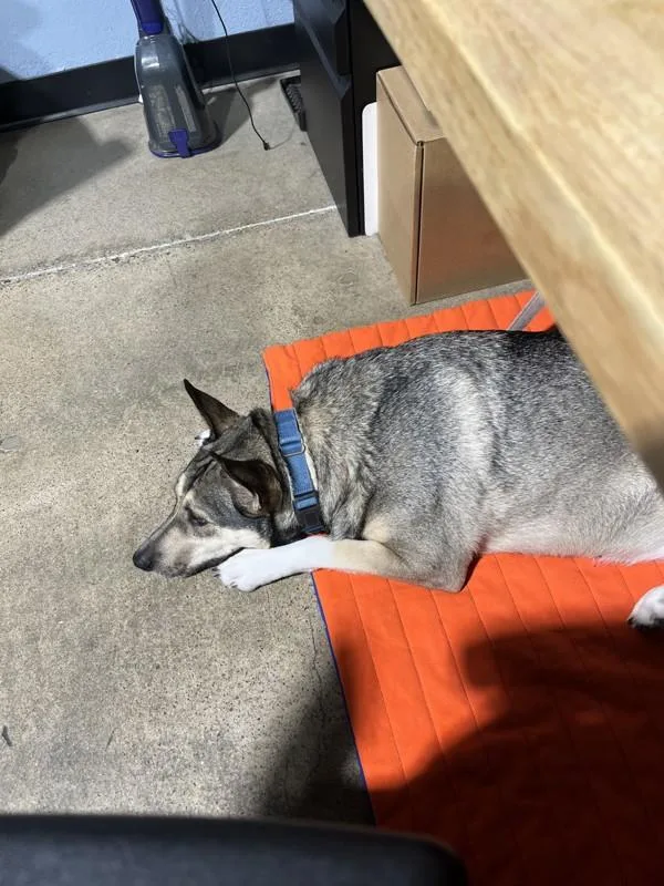 An adult large-sized female Shepherd dog named Lexicon for adoption in San Diego, CA