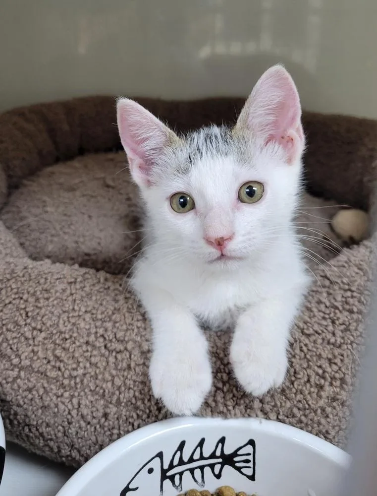 A young small-sized female Black & White / Tuxedo Domestic Short Hair cat named Fiji for adoption in Green Valley, AZ