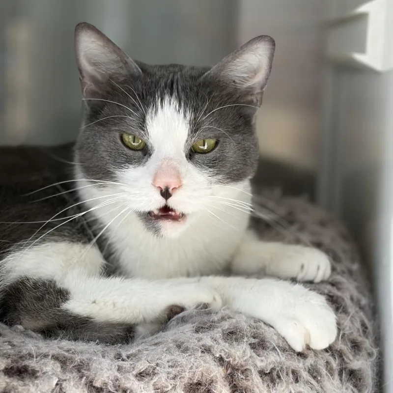 An adult medium-sized female Gray / Blue / Silver Domestic Short Hair cat named Crystal Gale for adoption in Leander, TX