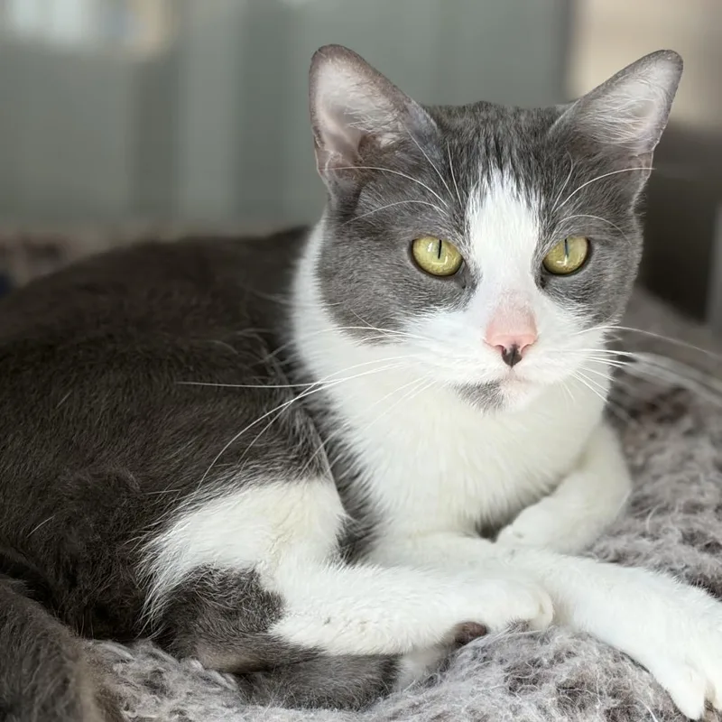 Crystal Gale thumbnail 2