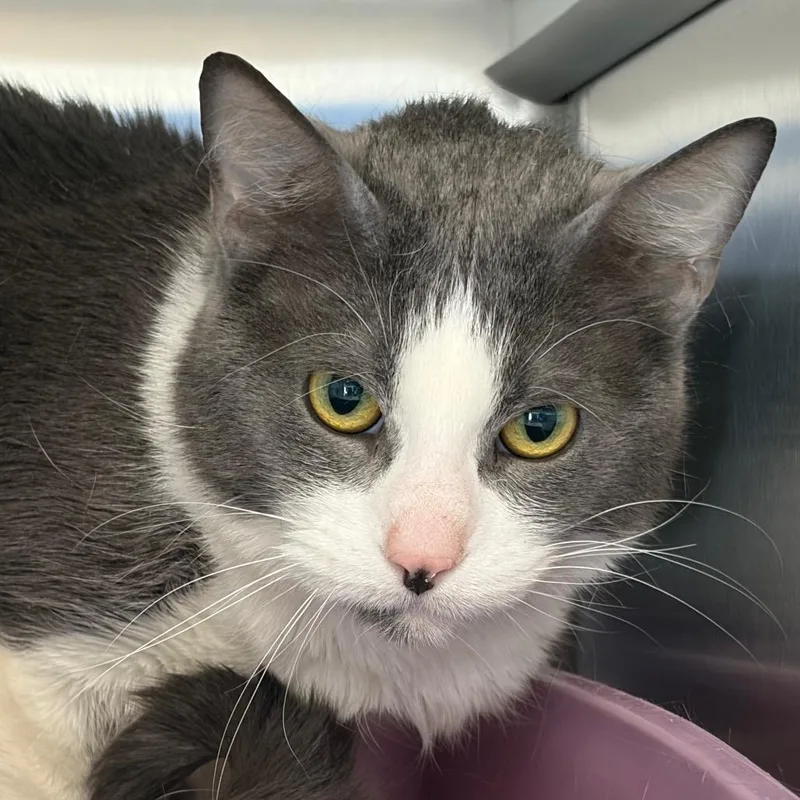 Crystal Gale thumbnail 3