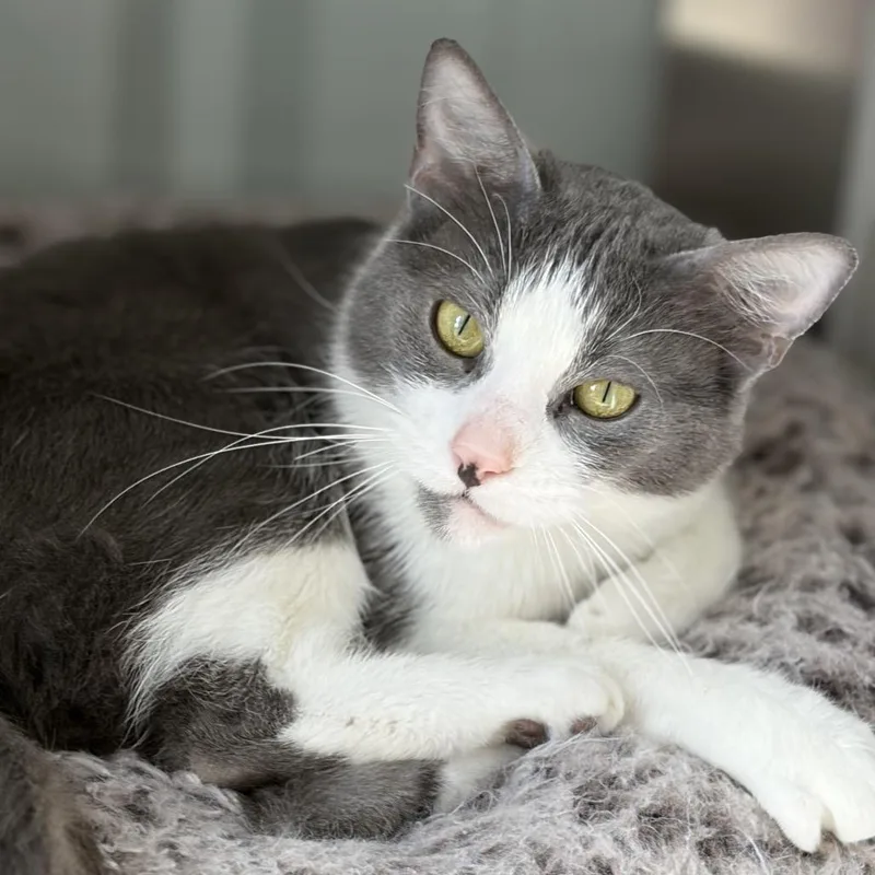 Crystal Gale thumbnail 4