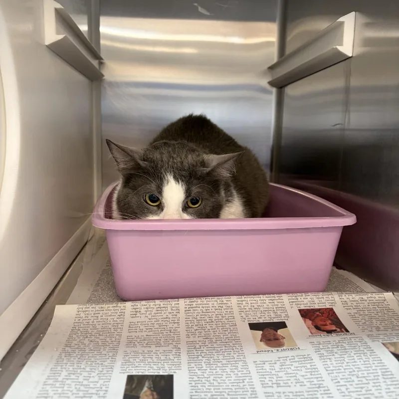 Crystal Gale thumbnail 5