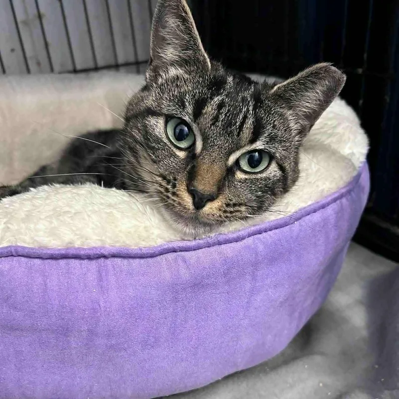 A young small-sized female Tabby (Brown / Chocolate) Tabby cat named Nell for adoption in Huntington, NY