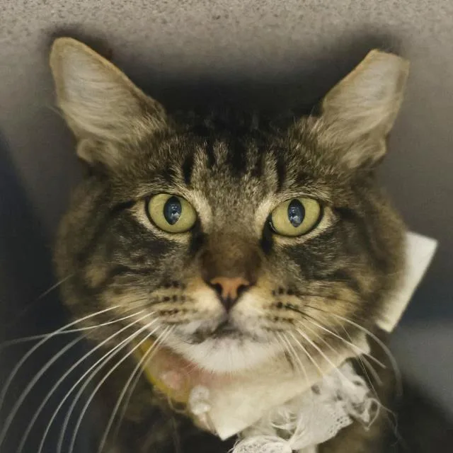 A young large-sized male Domestic Medium Hair cat named Oliver for adoption in San Antonio, TX