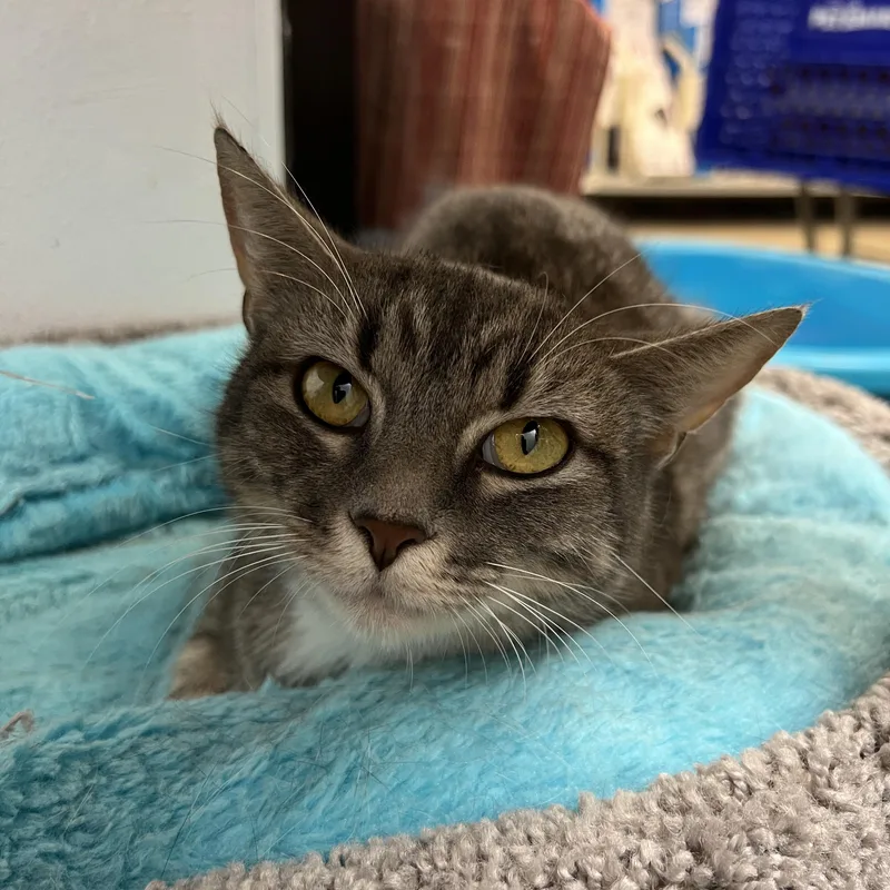 An adult medium-sized female Domestic Short Hair cat named Asha for adoption in Palmetto, FL