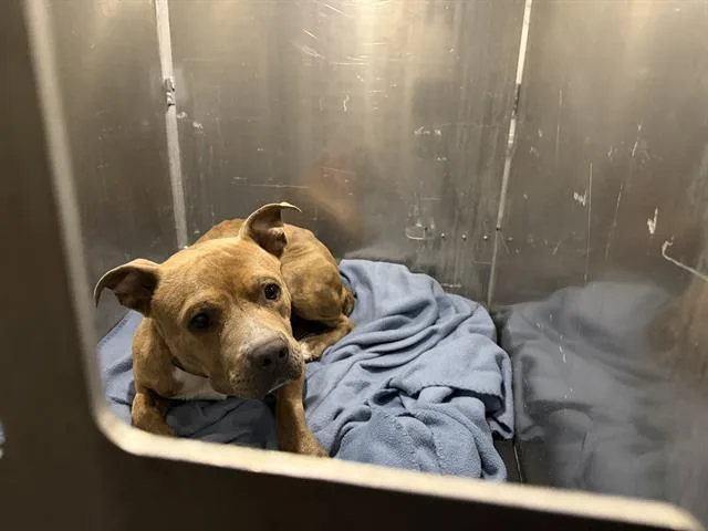 An adult medium-sized male American Staffordshire Terrier dog named A for adoption in San Antonio, TX