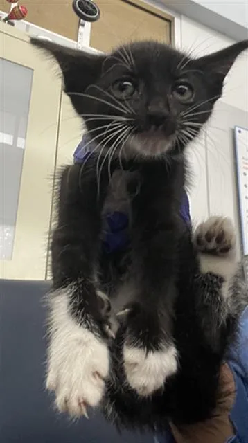 A baby medium-sized female Domestic Short Hair cat named Stormy for adoption in Dallas, TX