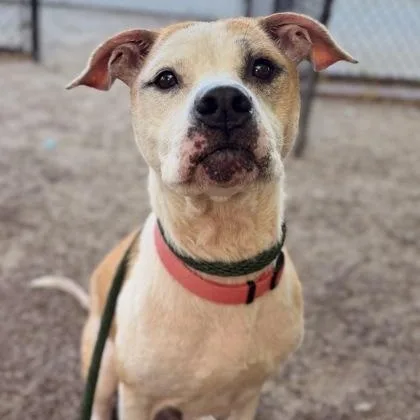 An adult medium-sized female Pit Bull Terrier dog named Bella for adoption in Philadelphia, PA