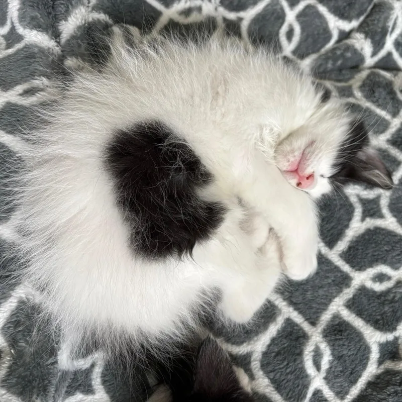 A baby medium-sized male White Domestic Medium Hair cat named Humboldt Fog for adoption in San Francisco, CA