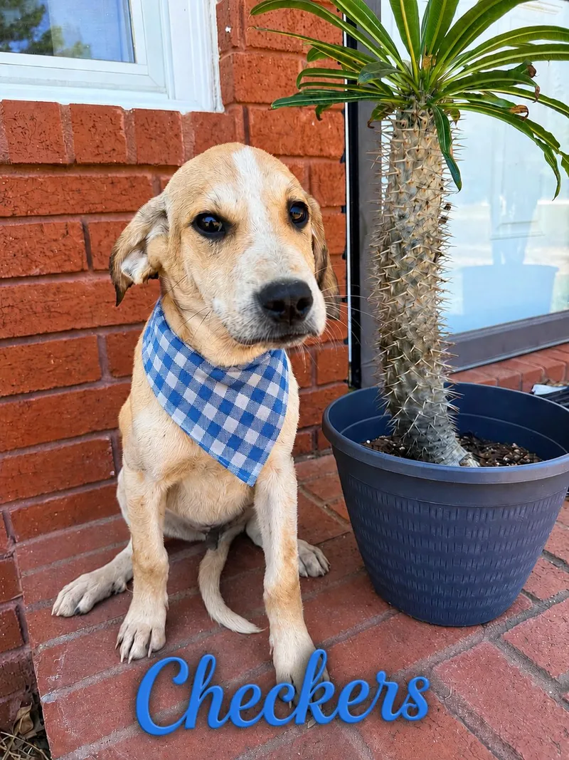 A baby medium-sized male Labrador Retriever dog named Checkers for adoption in Zimmerman, MN