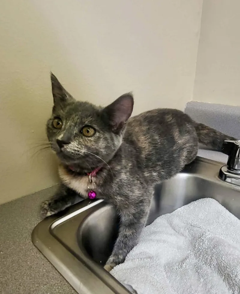 A baby medium-sized female Domestic Short Hair cat named Ragamuffin for adoption in Champaign, IL