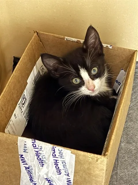A baby small-sized female Domestic Short Hair cat named Pikachu for adoption in Lincolnton, NC