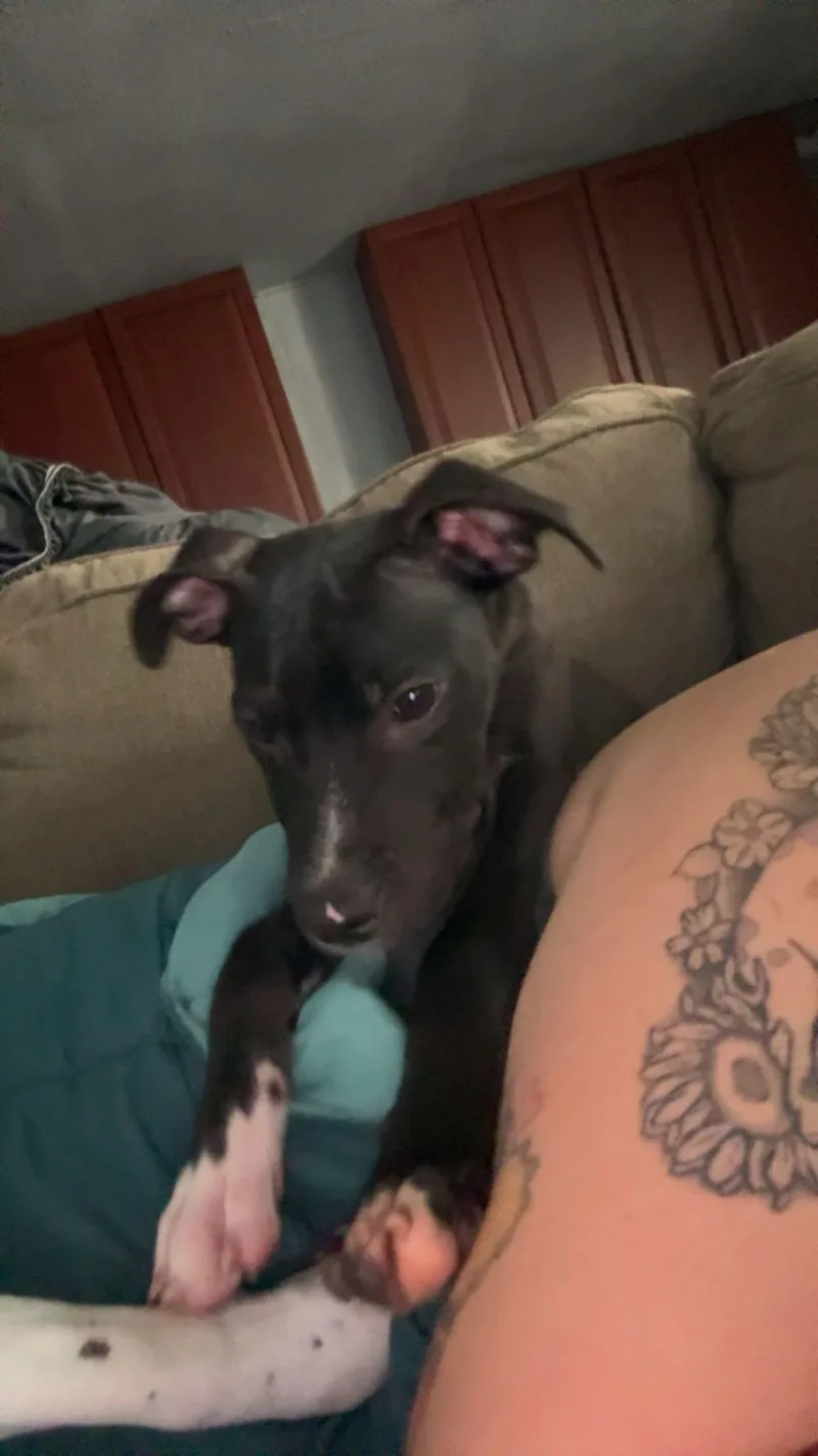 A young medium-sized male Black Terrier dog named Aries for adoption in Elmhurst, IL