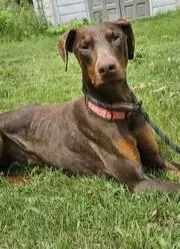 Rex